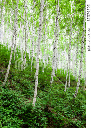 Birch Forest, Inje-gun, Gangwon-do, Korea Birch Forest, Inje-gun, Gangwon-do, Korea 85574705