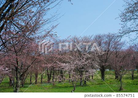 Sakura in full bloom of the park 85574751