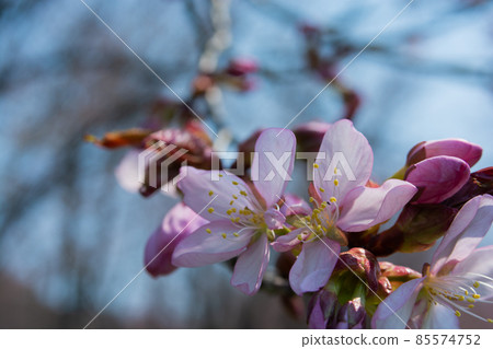 Close up of cherry blossoms 85574752