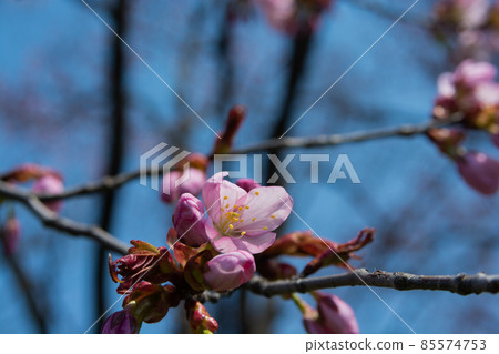 Close up of cherry blossoms 85574753