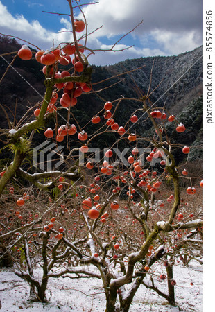 和歌山縣葛城町、和歌山縣伊東郡葛城町風景 85574856