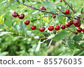 Cherry branch. Red ripe berries on the cherry tree. Green nature background 85576035