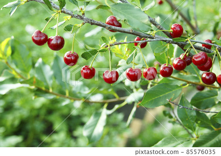 Cherry branch. Red ripe berries on the cherry tree. Green nature background Cherry branch. Red ripe berries on the cherry tree. Green nature background 85576035