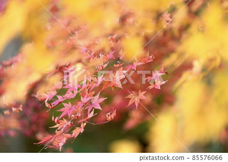 Autumn leaves background blur Autumn leaves background blur 85576066