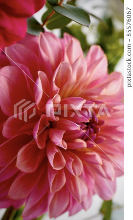 Up of Dahlia Up of Dahlia 85576067