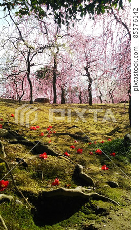 城南宮的垂梅山茶祭等待春天的到來 城南宮的垂梅山茶祭等待春天的到來 85576142