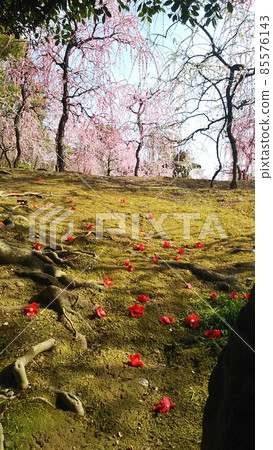 城南宮的垂梅山茶祭等待春天的到來 85576143