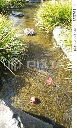 城南宮的垂梅山茶祭等待春天的到來 85576144