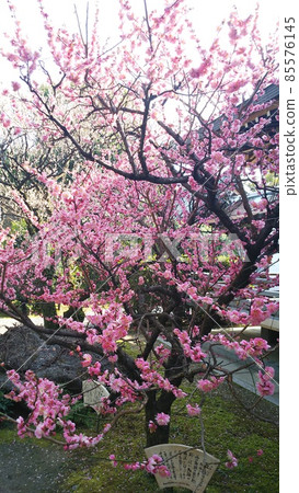 城南宮的垂梅山茶祭等待春天的到來 85576145