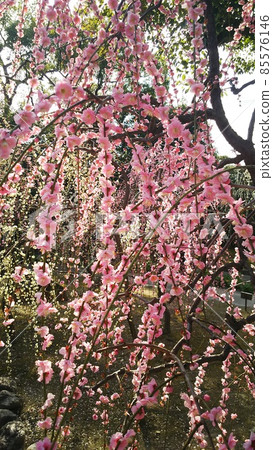 城南宮的垂梅山茶祭等待春天的到來 85576146