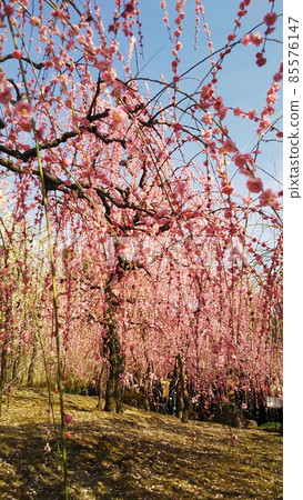 城南宮的垂梅山茶祭等待春天的到來 85576147