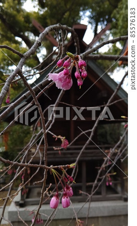 城南宮的垂梅山茶祭等待春天的到來 85576183