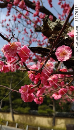 城南宮的垂梅山茶祭等待春天的到來 城南宮的垂梅山茶祭等待春天的到來 85576184