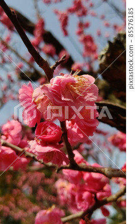 城南宮的垂梅山茶祭等待春天的到來 85576185