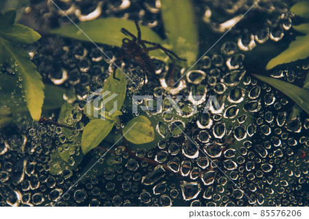 Close up of morning dew droplets captured in spider webs creating a surreal texture, showing the concept of Spring and new beginnings  85576206