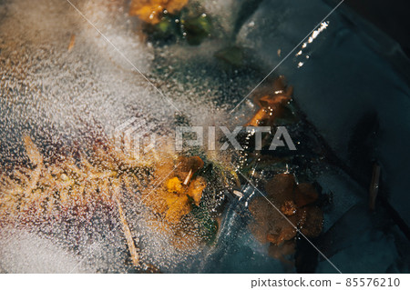 Yellow flowers trapped in the thawing ice showing the concept of Winter giving way to Spring or Seasonal Switch Yellow flowers trapped in the thawing ice showing the concept of Winter giving way to Spring or Seasonal Switch 85576210