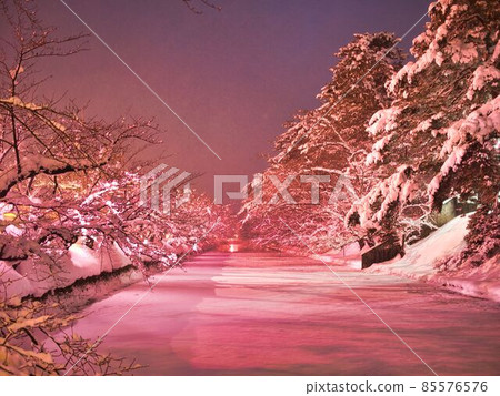 Hirosaki City Winter Cherry Blossoms Illuminated Hirosaki City Winter Cherry Blossoms Illuminated 85576576