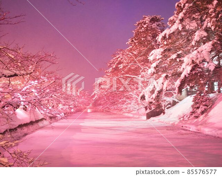 Hirosaki City Winter Cherry Blossoms Illuminated Hirosaki City Winter Cherry Blossoms Illuminated 85576577