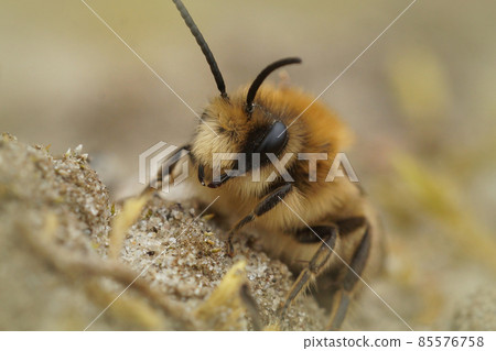 Frontal closeup of a male spring mining bee, Colletes cunicularius crawling on the sand Frontal closeup of a male spring mining bee, Colletes cunicularius crawling on the sand 85576758