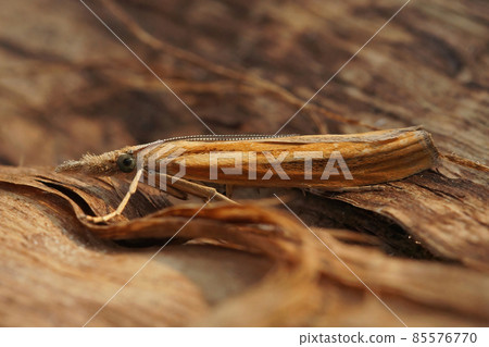 Closeup of orange colored the Common grass veneer, Agriphila tristella Closeup of orange colored the Common grass veneer, Agriphila tristella 85576770