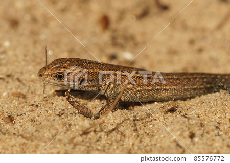 Closeup on Juvenile European live bearing lizard, Zootoca vivipare, in the Dunes at the Belgian coast Closeup on Juvenile European live bearing lizard, Zootoca vivipare, in the Dunes at the Belgian coast 85576772