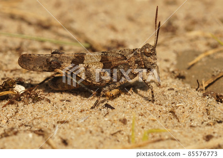 Closeup on the blue-winged grasshopper, Oedipoda caerulescens at the Belgian coast Closeup on the blue-winged grasshopper, Oedipoda caerulescens at the Belgian coast 85576773