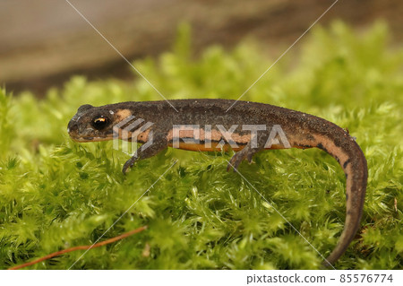 Closeup of a juvenile Northern banded newt, Ommatotriton ophryticus, on green moss 85576774