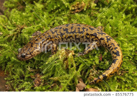 Closeup of a beautiful, colorful streamtype Japenses endemic Hondo salamander, Hynobius kimurae on green moss 85576775