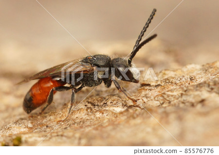 Closeup on a male , colorful cleptoparasite red blood bee , Sphecodes, sitting on a piece of wood Closeup on a male , colorful cleptoparasite red blood bee , Sphecodes, sitting on a piece of wood 85576776
