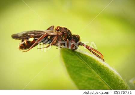 Closeup on a red female cleptoparasite Panzer's Nomada , Nomada panzeri, sleeping on a leaf 85576781