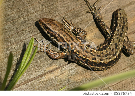 Closeup of a European live bearing lizard, Zootoca vivpare with ticks as parasites and a damaged tail Closeup of a European live bearing lizard, Zootoca vivpare with ticks as parasites and a damaged tail 85576784
