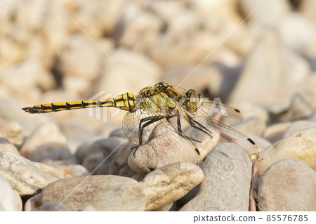 Closeup on the yellow female of the southern skimmer dragonfly, Orthetrum brunneumsitting on a stone 85576785