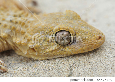 Closeup on the head of a common wall gecko, Tarentola mauritanica Closeup on the head of a common wall gecko, Tarentola mauritanica 85576789