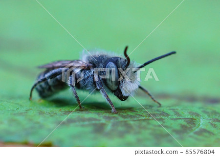 Closeup of a male of the alfalfa leafcutting bee, Mehachile rotundata Closeup of a male of the alfalfa leafcutting bee, Mehachile rotundata 85576804
