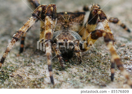 Detailed closeup of a rarely seen orb-weaving spider, Araneus angulatus Detailed closeup of a rarely seen orb-weaving spider, Araneus angulatus 85576809