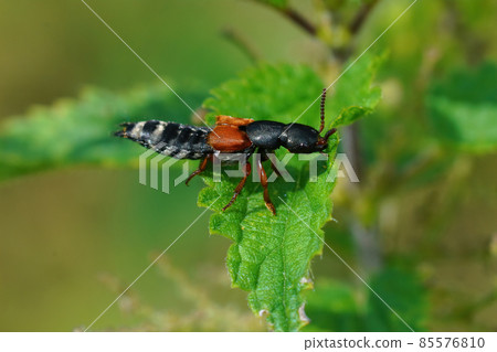Closeup on a colorful rover beetle, Platydracus stercorarius sitting on a green leaf Closeup on a colorful rover beetle, Platydracus stercorarius sitting on a green leaf 85576810