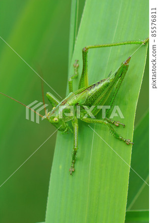 Closeup on a juvenile Great green bushcricket, Tettigonia viridissima , against a green blurred background Closeup on a juvenile Great green bushcricket, Tettigonia viridissima , against a green blurred background 85576811
