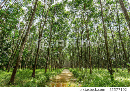 Latex rubber, Rubber tree Latex rubber, Rubber tree 85577192