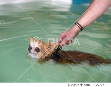 chihuahua swimming in a swimming poo chihuahua swimming in a swimming poo 85577400
