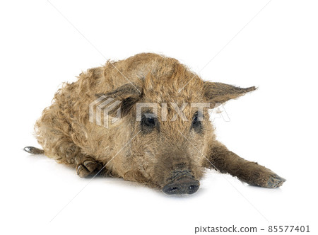 young mangalica in studio 85577401