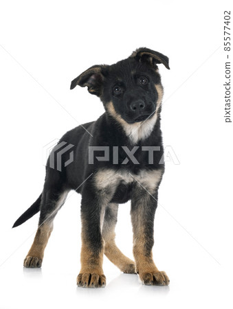 puppy german shepherd puppy german shepherd 85577402
