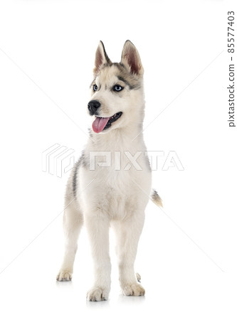 puppy siberian husky 85577403
