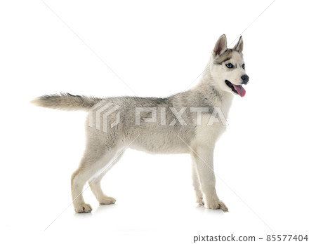 puppy siberian husky puppy siberian husky 85577404