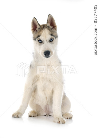 puppy siberian husky puppy siberian husky 85577405