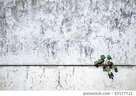 Wild grass growing on the wall Wild grass growing on the wall 85577521