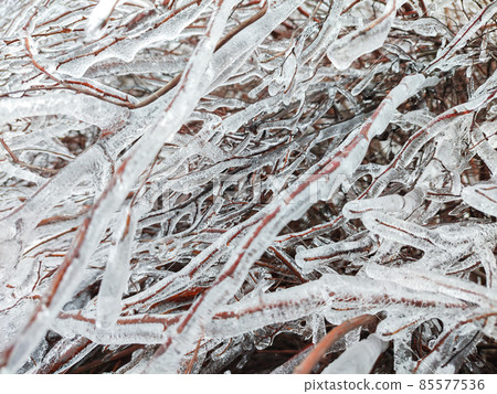 Glaze ice on bush or tree branch in winter forest Glaze ice on bush or tree branch in winter forest 85577536