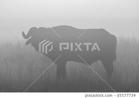 Mono silhouette of buffalo standing in grass Mono silhouette of buffalo standing in grass 85577734