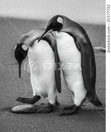 Mono king penguin inspects rock by another 85577782