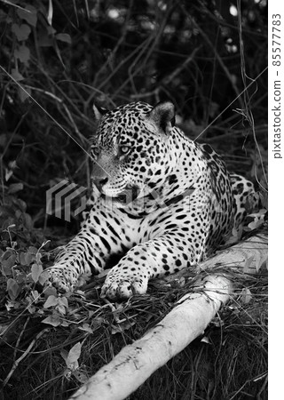 Mono jaguar lying beside log on bank 85577783