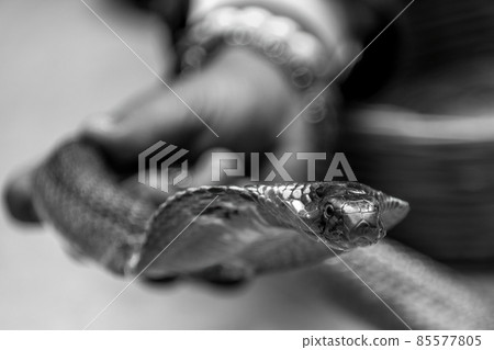 Mono cobra held by Indian snake charmer Mono cobra held by Indian snake charmer 85577805
